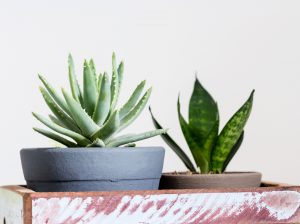 Seniors Caring for Plants