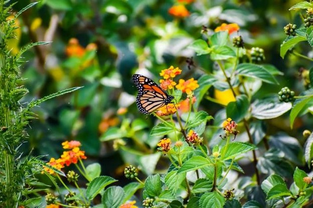 Turn Your Backyard Into a Butterfly Sanctuary