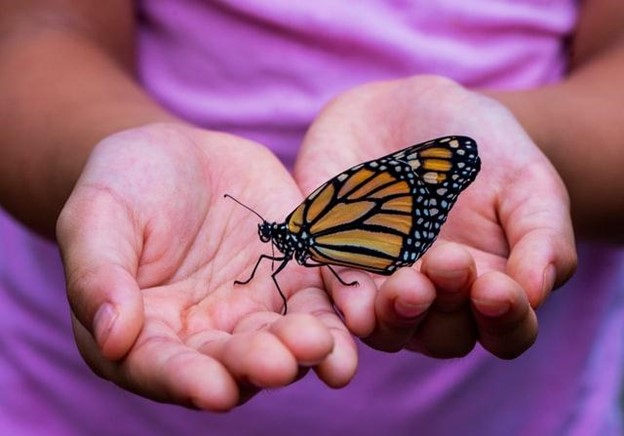 Turn Your Backyard Into a Butterfly Sanctuary