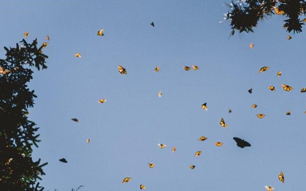 Turn Your Backyard Into a Butterfly Sanctuary